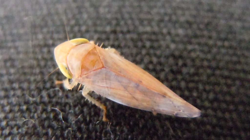Synophropsis lauri? S